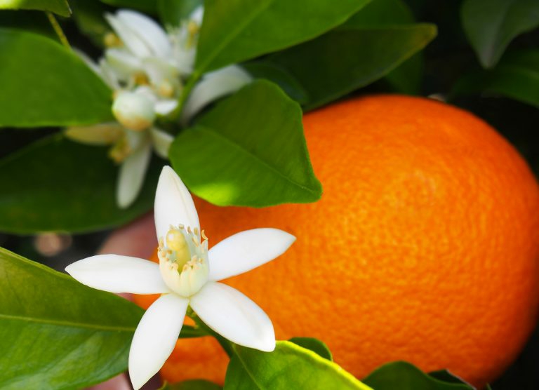 italki - The word Orange used to be Norange in older English version ...