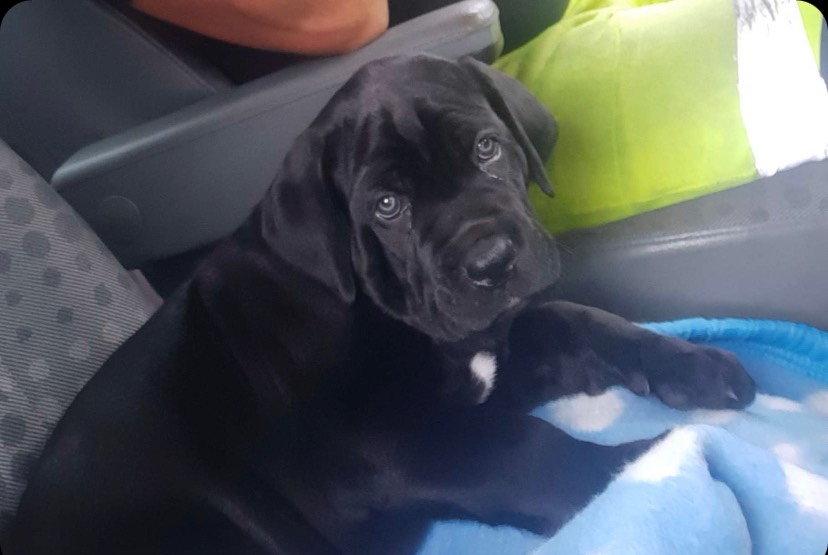 italki - Ik heb geen huisdieren :( Ik wil een hond en een kat. Mijn