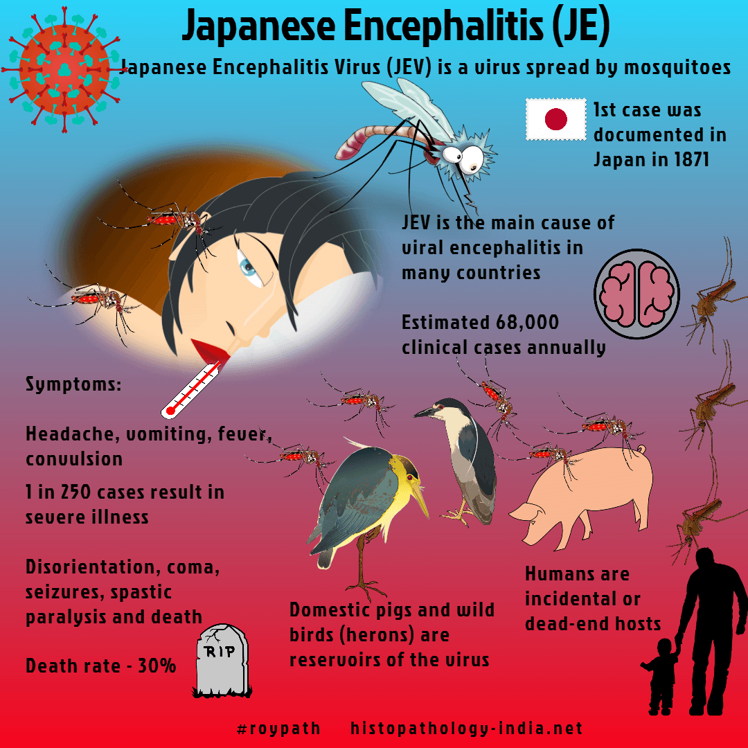 Japan viral. Japanese encephalitis. Синдромы японского энцефалита. Японский энцефалит семейство.