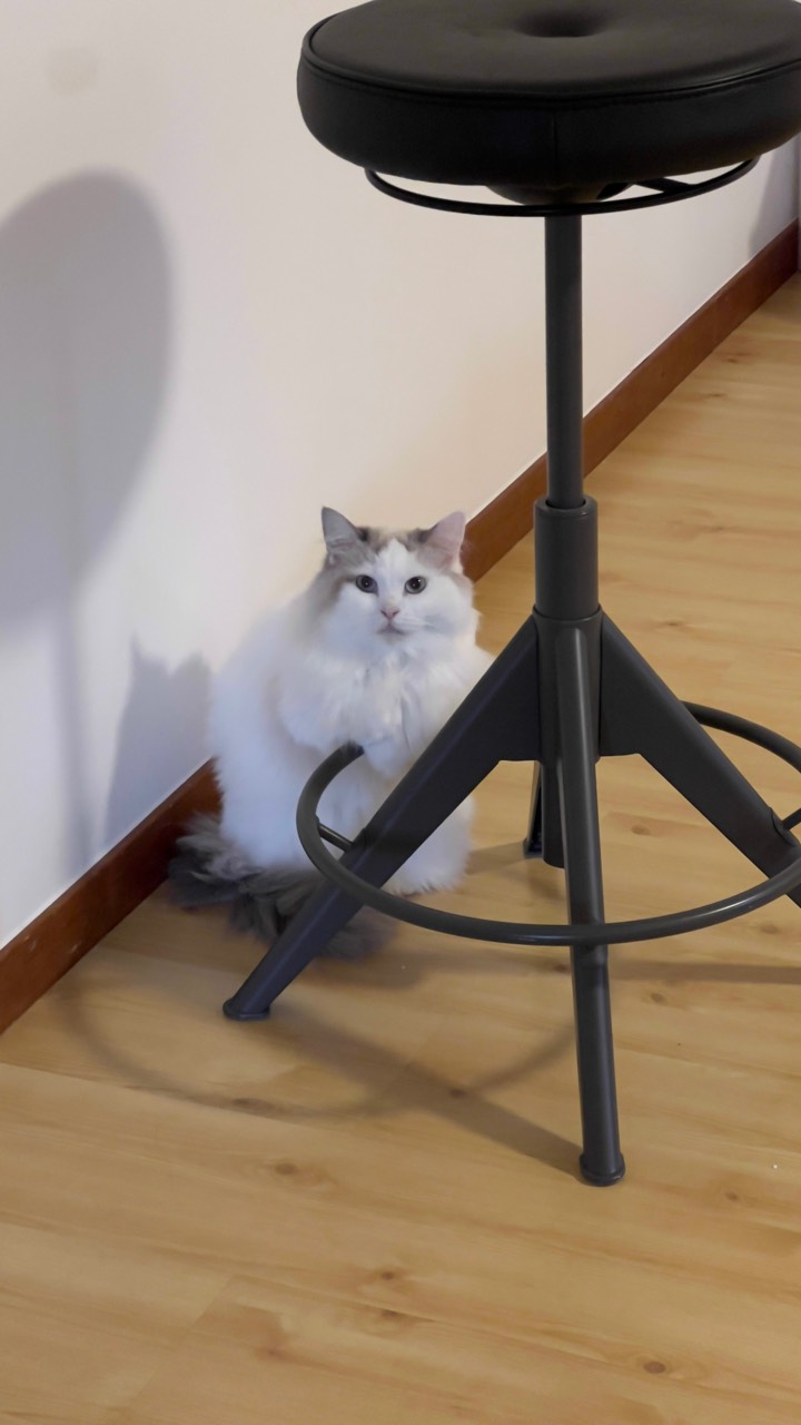 italki One of my cats is munchkin and she often stand on some high