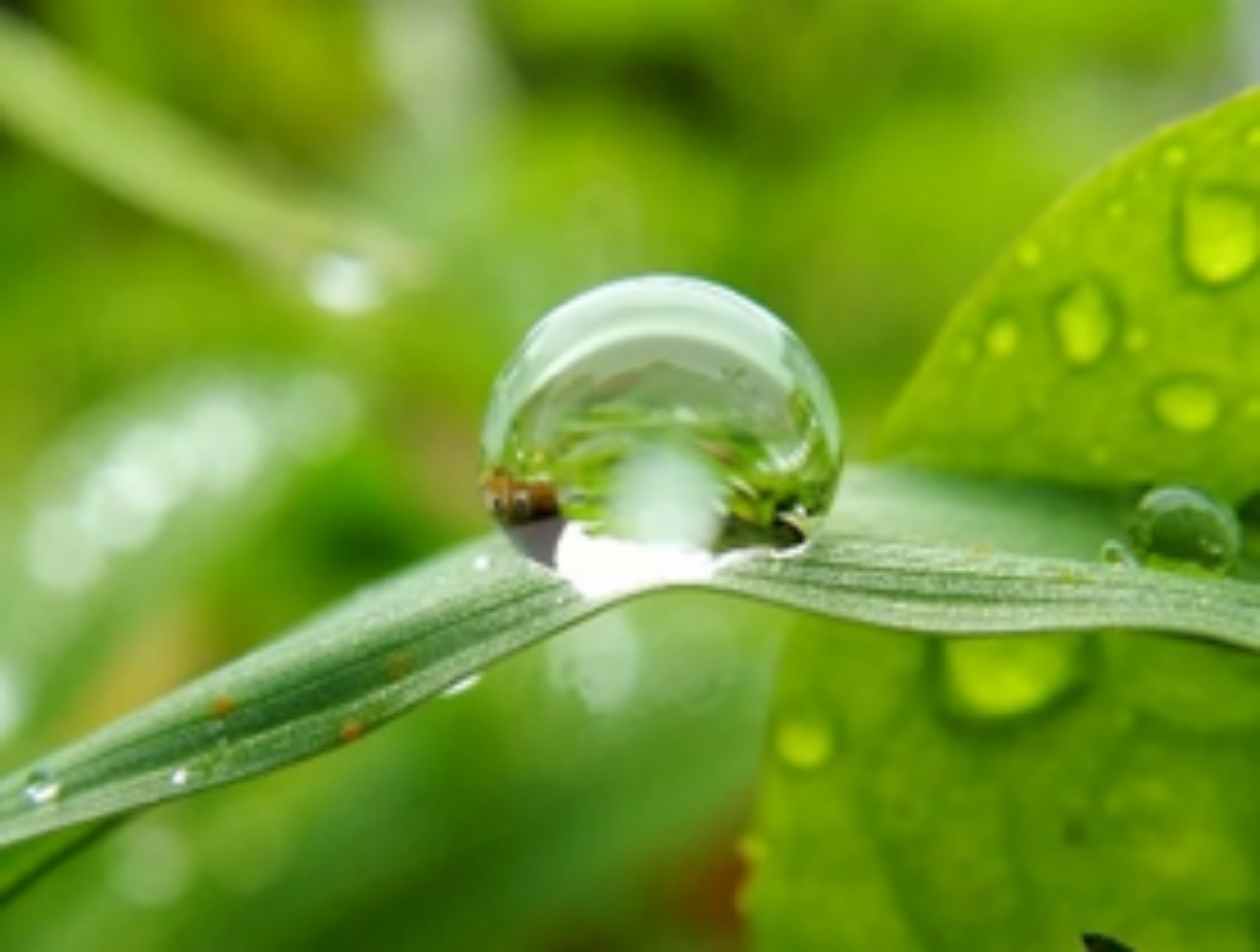 Роса явление. Роса росинка окончание. Росинка в природе. Фон росинка. Паутина в каплях дождя фото.