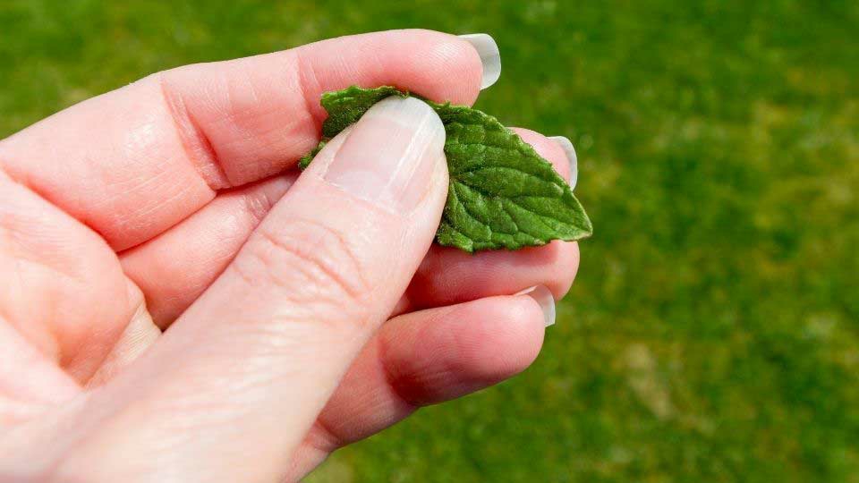 italki Expresia zilei A FRECA MENTA 🌱 Literally to rub the mint