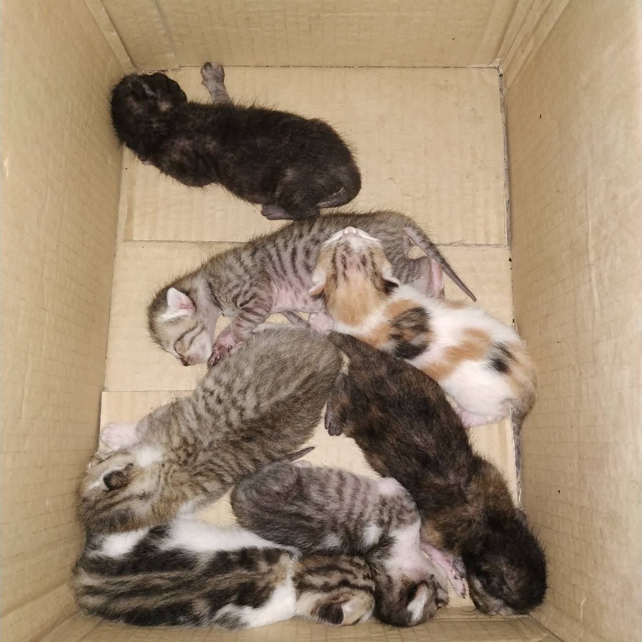 italki A litter of kittens Seeing the picture I have attached, there