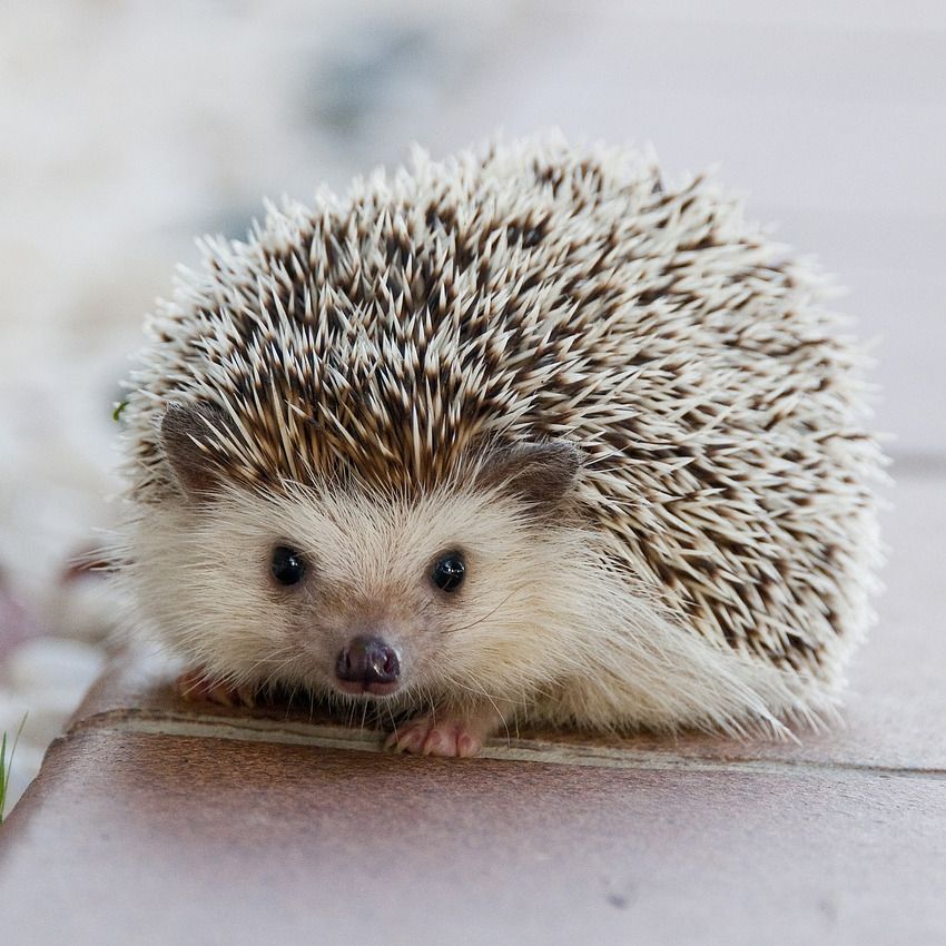 Not Prickly Russian
