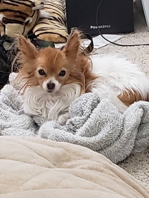 Italki Do You Have Any Pets Here S My Dog She S A Papillon She S 10 Years Old She S 5 Pounds I Am A N