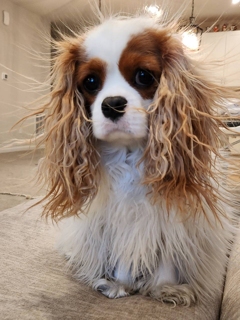 italki - My dog. Her name is Roxy. Do you have any pets?[Image]