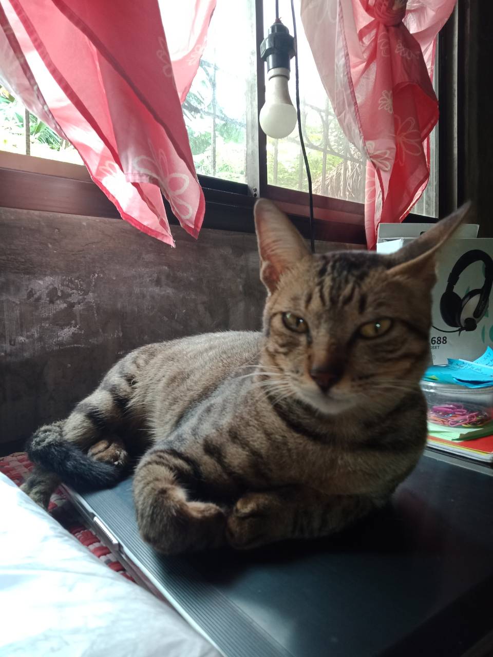 italki Are you a cat lover? Cat in tagalog pusa I am a cat lover. As