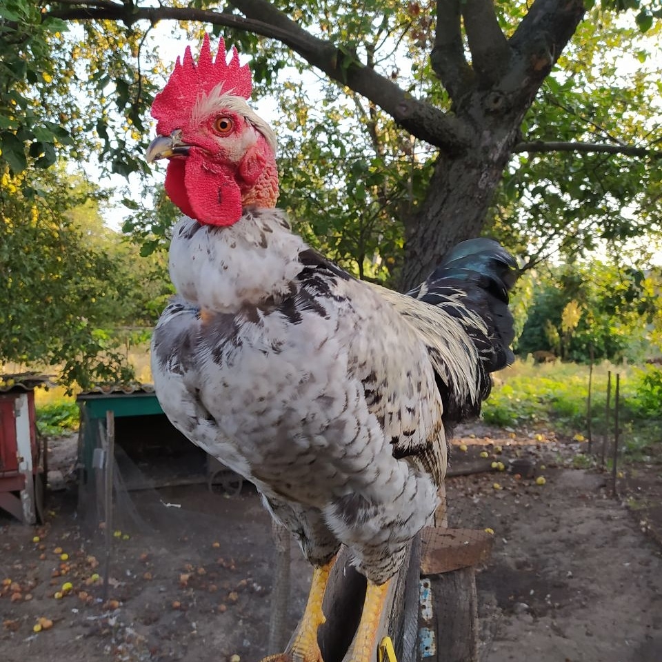 italki - Solar day 9/30 The oldest rooster the better soup I used to ...