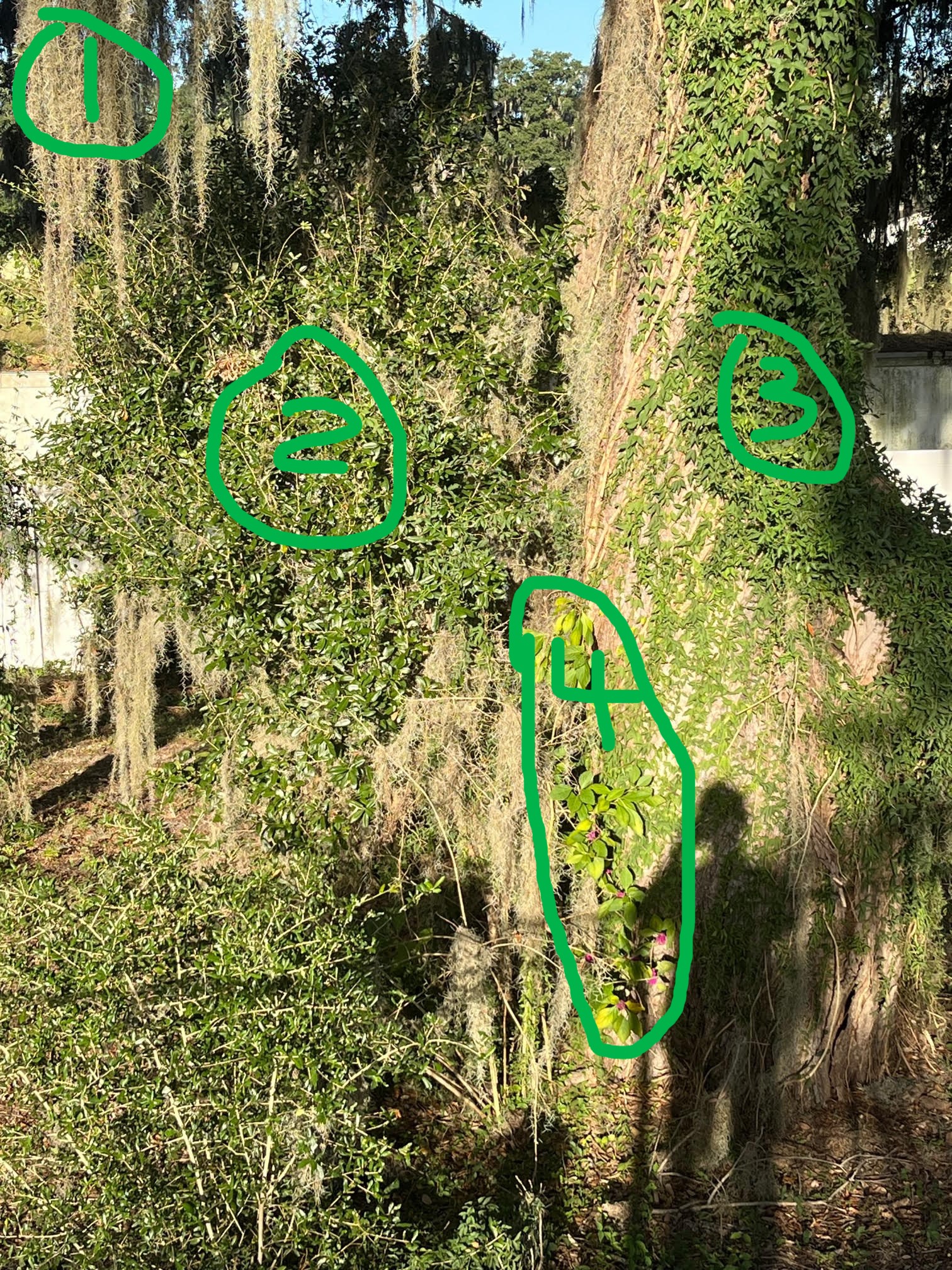 italki Would you please help me identify trees and plants in the