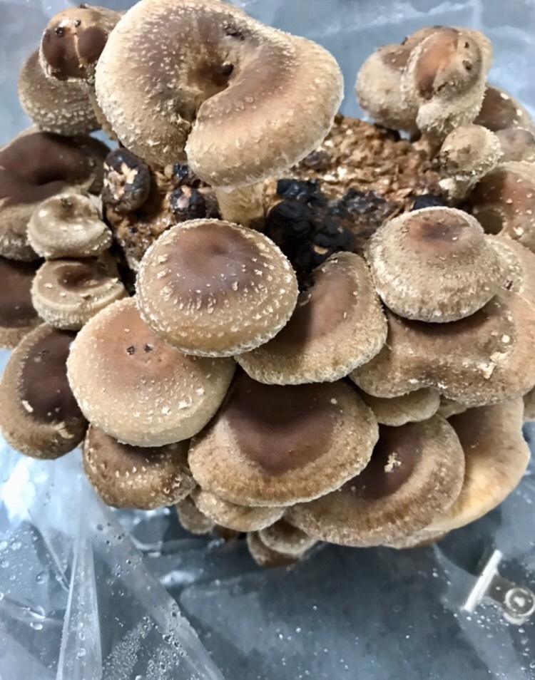 italki I grew shiitake mushrooms last year！ Which mushrooms shall I