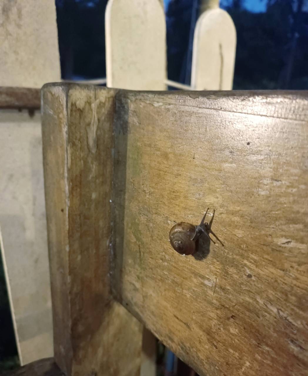 Italki Image italki-image