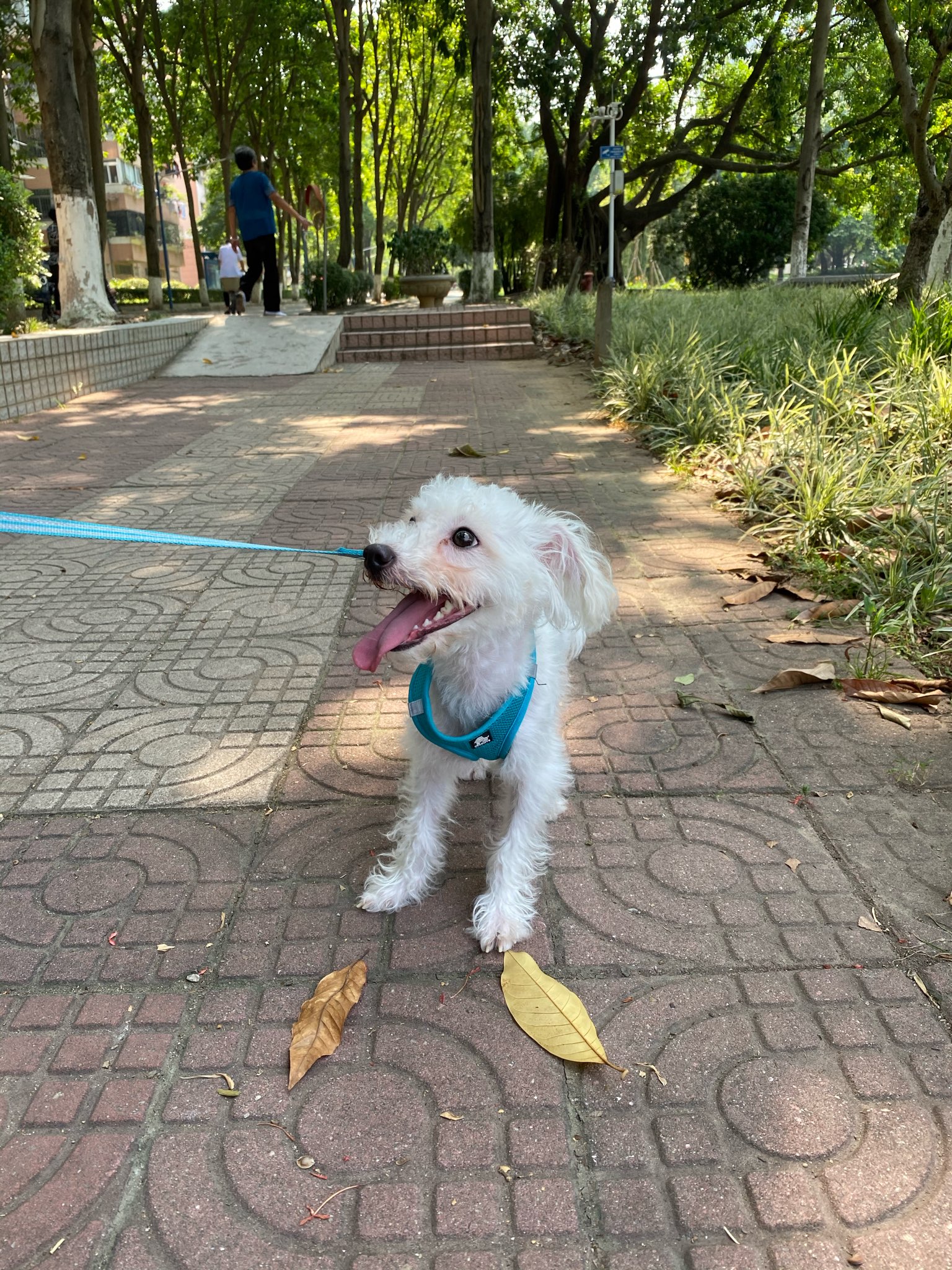 italki - Jul 28, 2021, A dog named Xiaobai(means: Little white) Xiaobai ...