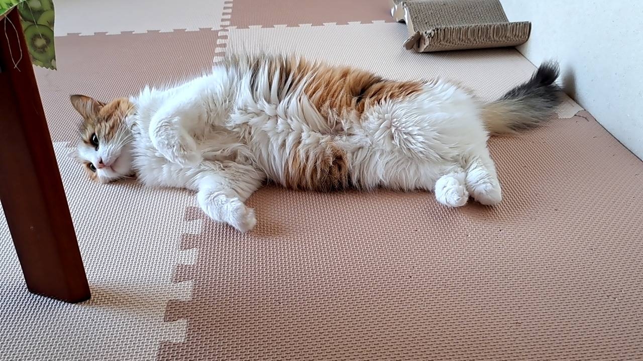 italki Now my mother takes care of my cat. Because I carried my cat