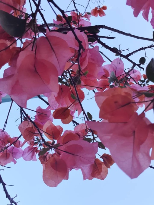 italki - Me encantan las bugambilias, en México hay flores muy bonitas por  todo el país. ¿Cuál es tu flor fav