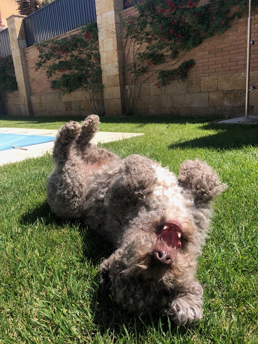 Italki もちろん 犬があります 彼の名前はレ オです レ オが茶色で灰色てきで胸の白い です レ オは３歳です とてもかわいくていつも遊びたいです 例えば 蠅と鳩を捕まえますのが大好きです でも レ オの鳴き