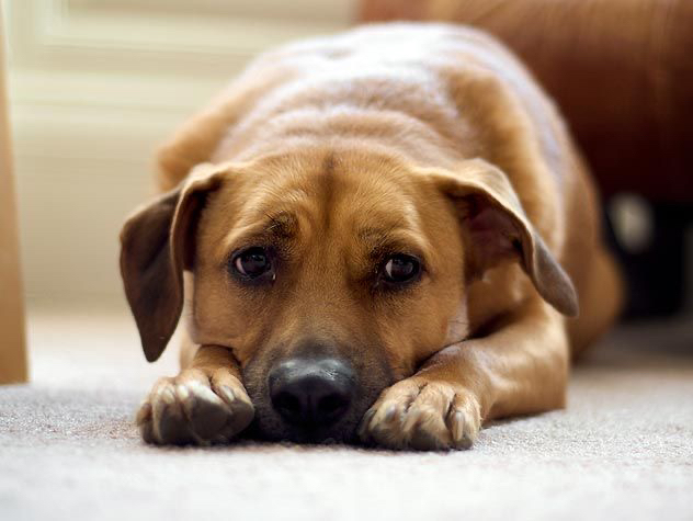 italki - Der Hund _________ vor Schmerz, nachdem ihm jemand auf den ...