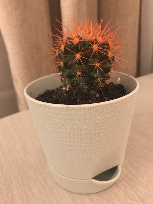 la beast cactus San Pedro Cactus for Sale Trichocereus